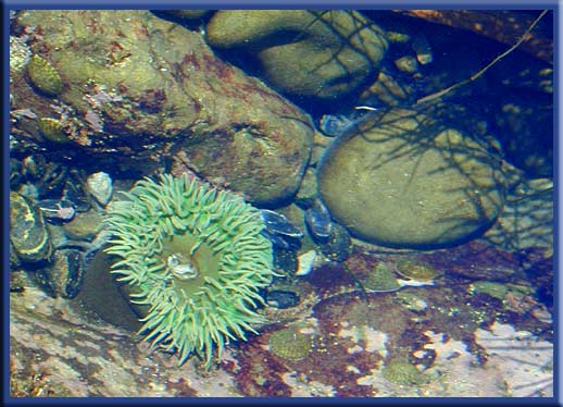 Vancouver Island - Tide pool life