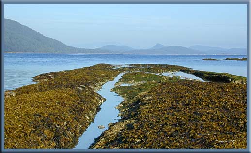 Cabbage & Tumbo Island - Exposed reefs at Cabbage Island, Gulf Islands National Park