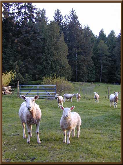 North Pender Island - Spring is here