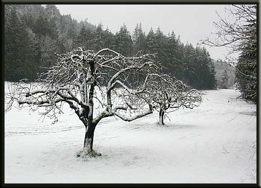 North Pender Island - A rare snowfall, Hooson Road
