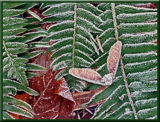 North Pender Island - Maple leaves and ferns