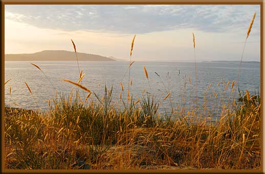 Portland Island - Grasses at sunrise, Gulf Islands National Park Reserve