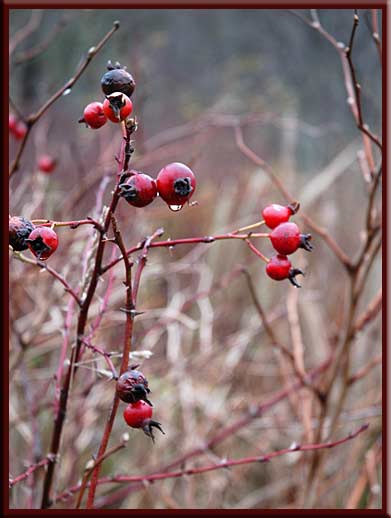 North Pender Island - Winter rose hips