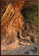 Weathered Tree Trunk, Saturna Island