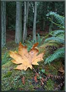 Fall colours, North Pender Island