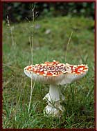 Mushroom season is here, Sunshine Coast