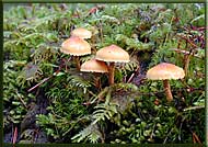 Small Mushrooms, North Pender Island