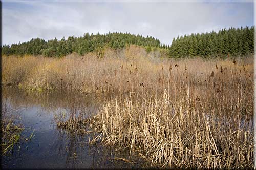 Bear Lake House, Mesachie Lake lakefront accommodation, British Columbia, Canada